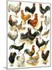 Poultry-English School-Mounted Giclee Print