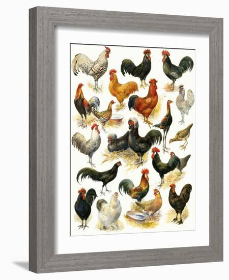 Poultry-English School-Framed Giclee Print