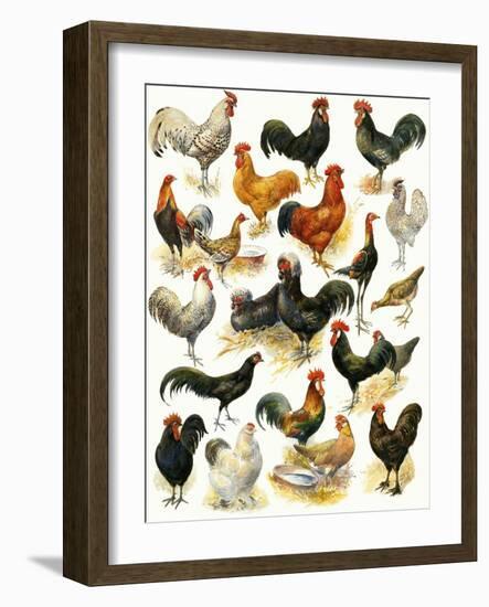 Poultry-English School-Framed Giclee Print