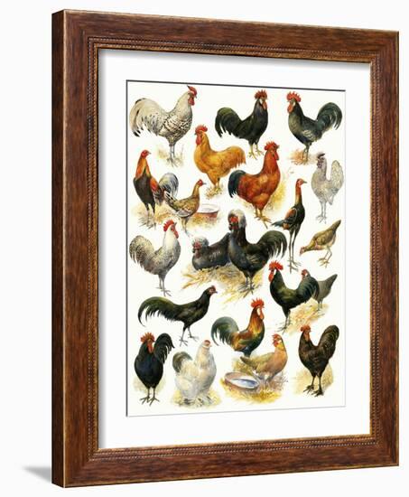 Poultry-English School-Framed Giclee Print