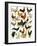 Poultry-English School-Framed Giclee Print