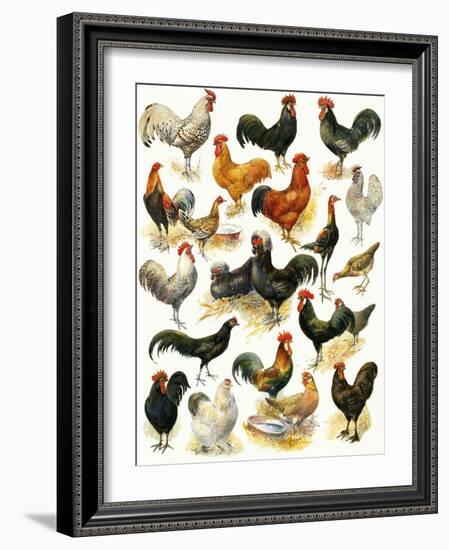 Poultry-English School-Framed Giclee Print