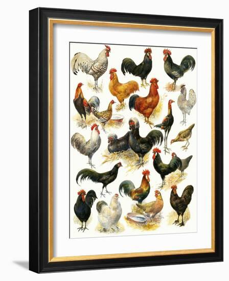 Poultry-English School-Framed Giclee Print