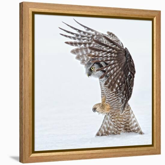 Pouncing !!!!-Alfred Forns-Framed Premier Image Canvas