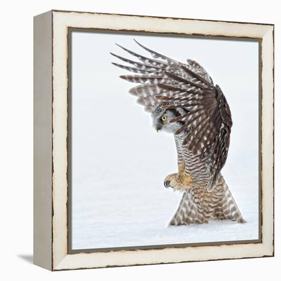 Pouncing !!!!-Alfred Forns-Framed Premier Image Canvas