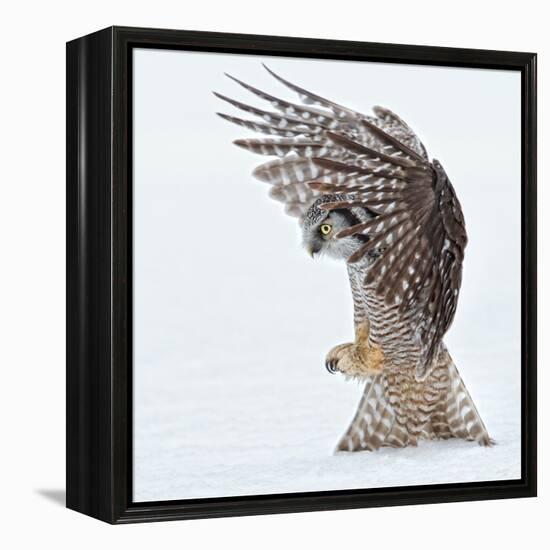 Pouncing !!!!-Alfred Forns-Framed Premier Image Canvas