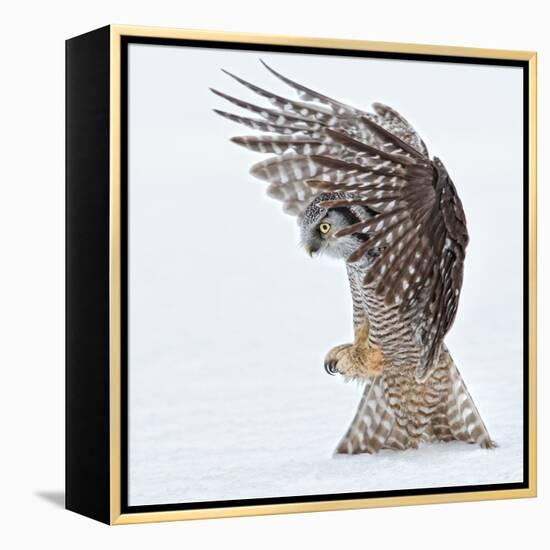 Pouncing !!!!-Alfred Forns-Framed Premier Image Canvas