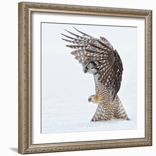 Pouncing !!!!-Alfred Forns-Framed Photographic Print