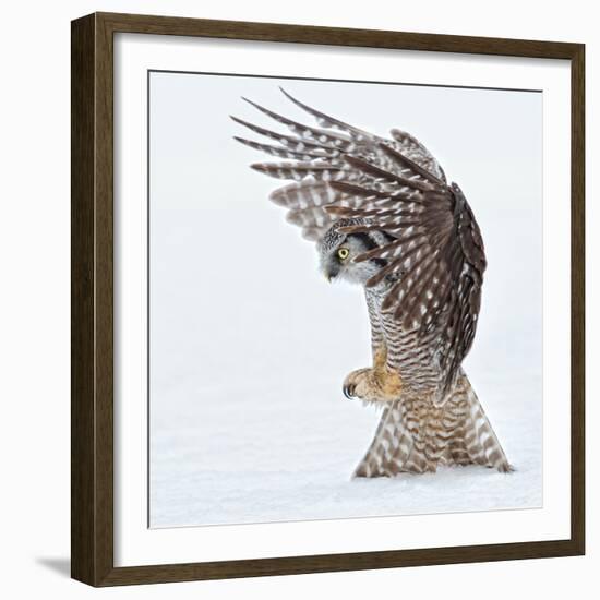 Pouncing !!!!-Alfred Forns-Framed Photographic Print