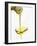 Pouring Olive Oil Over a Spoon-Marc O^ Finley-Framed Photographic Print