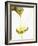 Pouring Olive Oil Over a Spoon-Marc O^ Finley-Framed Photographic Print