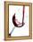 Pouring Red Wine into Wine Glass-Steve Lupton-Framed Premier Image Canvas