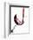 Pouring Red Wine into Wine Glass-Steve Lupton-Framed Photographic Print