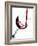 Pouring Red Wine into Wine Glass-Steve Lupton-Framed Photographic Print