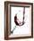 Pouring Red Wine into Wine Glass-Steve Lupton-Framed Photographic Print