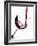 Pouring Red Wine into Wine Glass-Steve Lupton-Framed Photographic Print