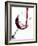 Pouring Red Wine into Wine Glass-Steve Lupton-Framed Photographic Print