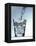 Pouring Water into a Glass-Bodo A^ Schieren-Framed Premier Image Canvas