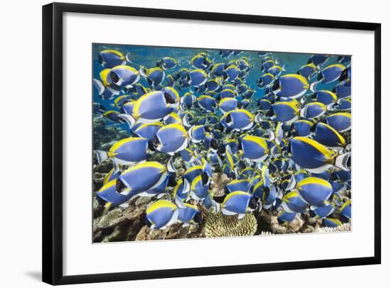 Powder Blue Tang (Acanthurus Leucosternon)-Reinhard Dirscherl-Framed Photographic Print