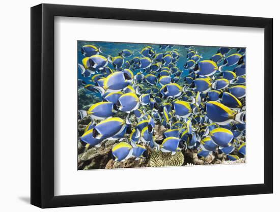 Powder Blue Tang (Acanthurus Leucosternon)-Reinhard Dirscherl-Framed Photographic Print