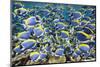 Powder Blue Tang (Acanthurus Leucosternon)-Reinhard Dirscherl-Mounted Photographic Print