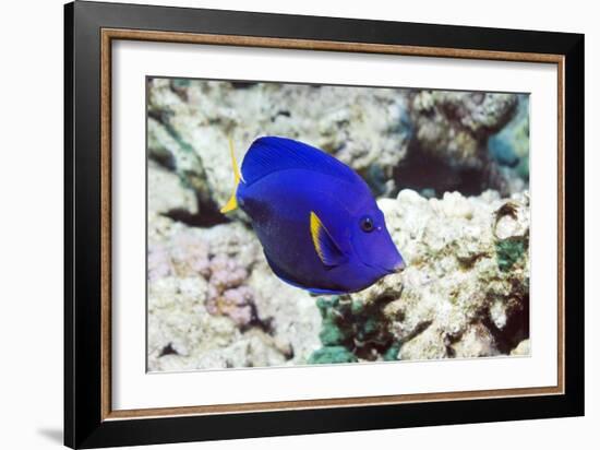 Powder-blue Tang-Georgette Douwma-Framed Photographic Print