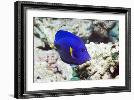 Powder-blue Tang-Georgette Douwma-Framed Photographic Print