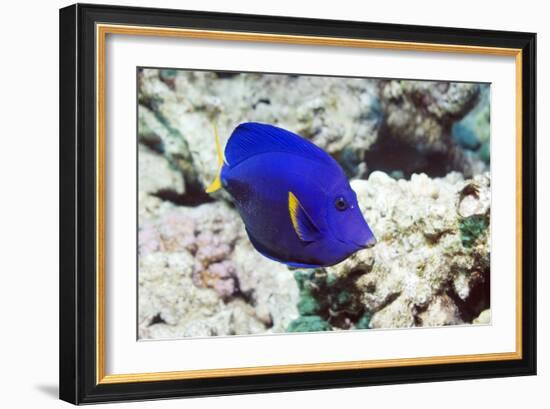 Powder-blue Tang-Georgette Douwma-Framed Photographic Print