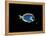 Powder Blue Tang-Durwood Coffey-Framed Premier Image Canvas