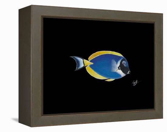 Powder Blue Tang-Durwood Coffey-Framed Premier Image Canvas