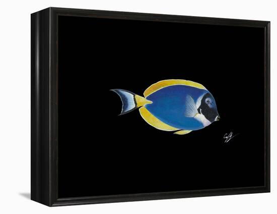 Powder Blue Tang-Durwood Coffey-Framed Premier Image Canvas