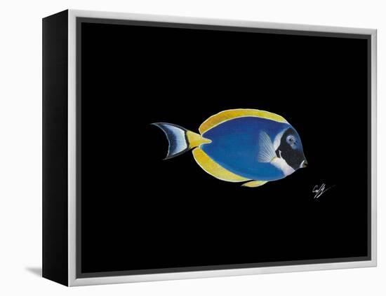 Powder Blue Tang-Durwood Coffey-Framed Premier Image Canvas