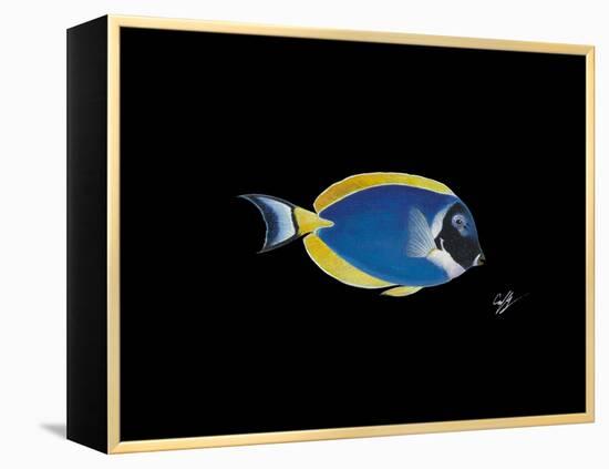 Powder Blue Tang-Durwood Coffey-Framed Premier Image Canvas