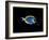 Powder Blue Tang-Durwood Coffey-Framed Giclee Print