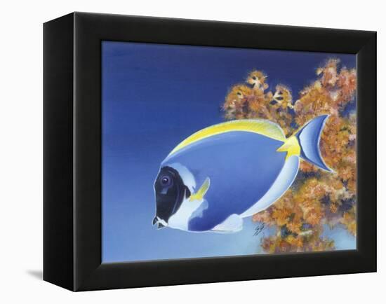 Powder Blue Tang-Durwood Coffey-Framed Premier Image Canvas