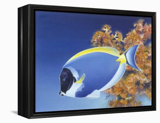 Powder Blue Tang-Durwood Coffey-Framed Premier Image Canvas