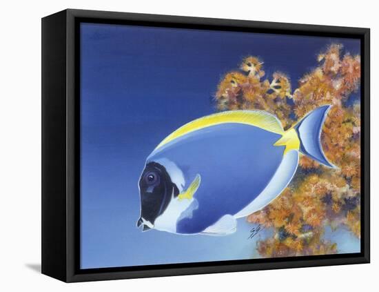 Powder Blue Tang-Durwood Coffey-Framed Premier Image Canvas