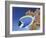 Powder Blue Tang-Durwood Coffey-Framed Giclee Print