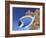 Powder Blue Tang-Durwood Coffey-Framed Giclee Print