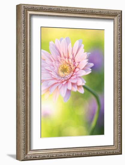 Powder Pink-Karin Connolly-Framed Art Print