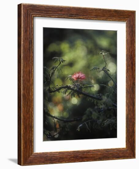 Powder Puff Shrub, Calliandra Tweedii, South America, Brazil-Andreas Keil-Framed Photographic Print