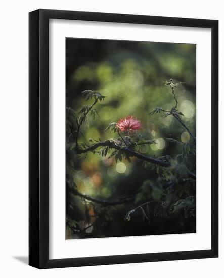 Powder Puff Shrub, Calliandra Tweedii, South America, Brazil-Andreas Keil-Framed Photographic Print