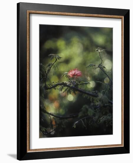 Powder Puff Shrub, Calliandra Tweedii, South America, Brazil-Andreas Keil-Framed Photographic Print