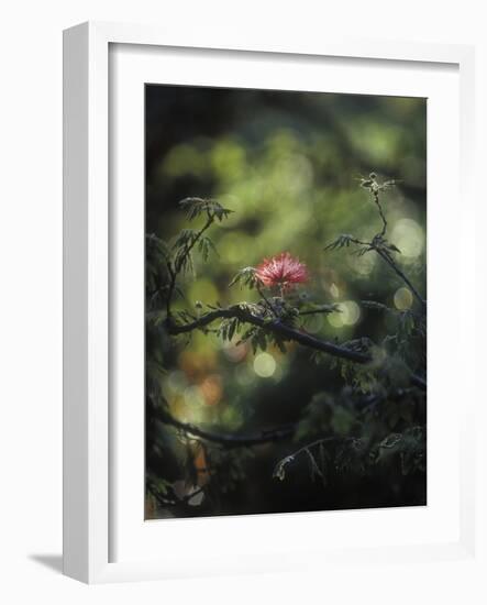 Powder Puff Shrub, Calliandra Tweedii, South America, Brazil-Andreas Keil-Framed Photographic Print