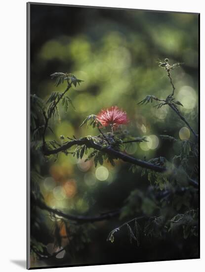 Powder Puff Shrub, Calliandra Tweedii, South America, Brazil-Andreas Keil-Mounted Photographic Print