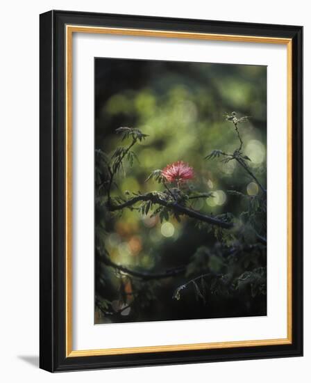 Powder Puff Shrub, Calliandra Tweedii, South America, Brazil-Andreas Keil-Framed Photographic Print