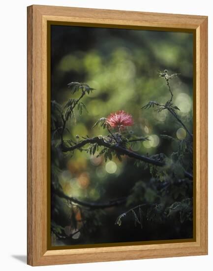 Powder Puff Shrub, Calliandra Tweedii, South America, Brazil-Andreas Keil-Framed Premier Image Canvas