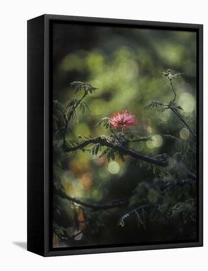 Powder Puff Shrub, Calliandra Tweedii, South America, Brazil-Andreas Keil-Framed Premier Image Canvas