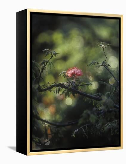 Powder Puff Shrub, Calliandra Tweedii, South America, Brazil-Andreas Keil-Framed Premier Image Canvas