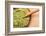 Powdered Green Tea Matcha in Spoon on Wood Table Surface close Up-Madlen-Framed Photographic Print